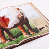 Het allermooiste boek over paarden 5